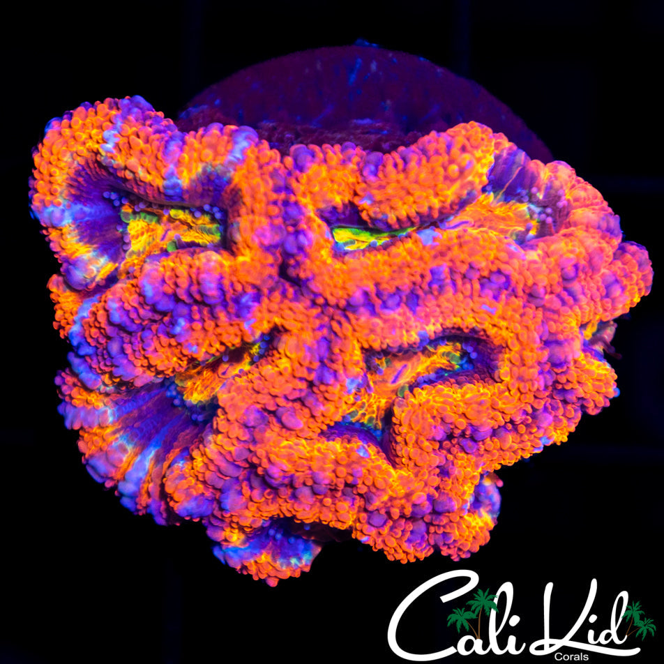 Ultra Rainbow Acan Mini Colony