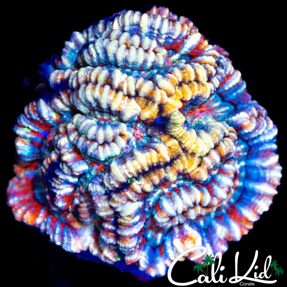 Rainbow Wilsoni Colony