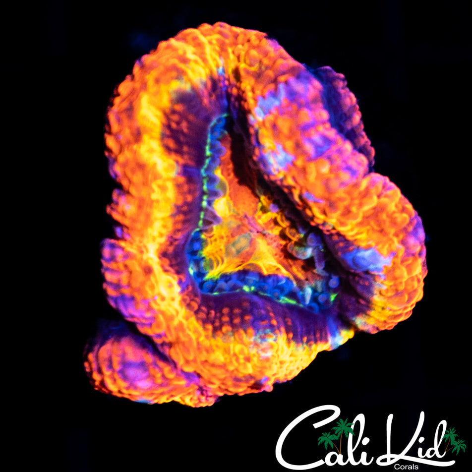 Rainbow Acan w/ Babies