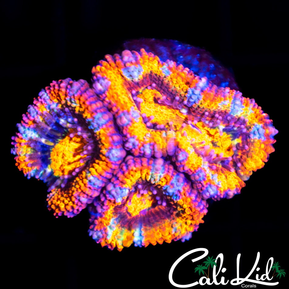Ultra Rainbow Acan Triple