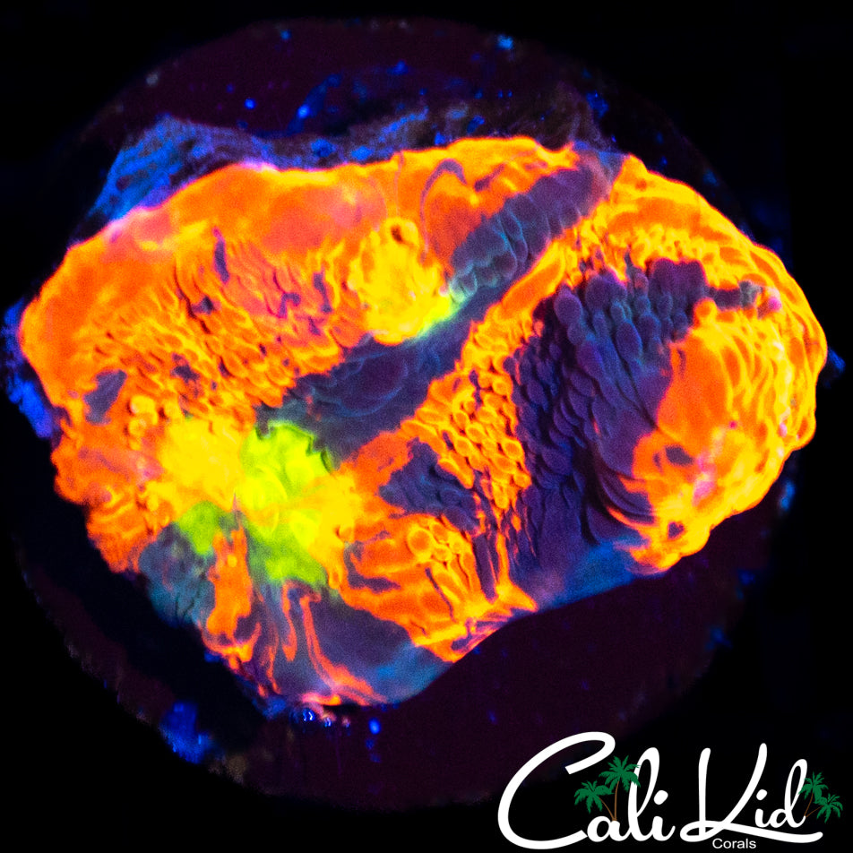 Rare Indo Rainbow Chalice