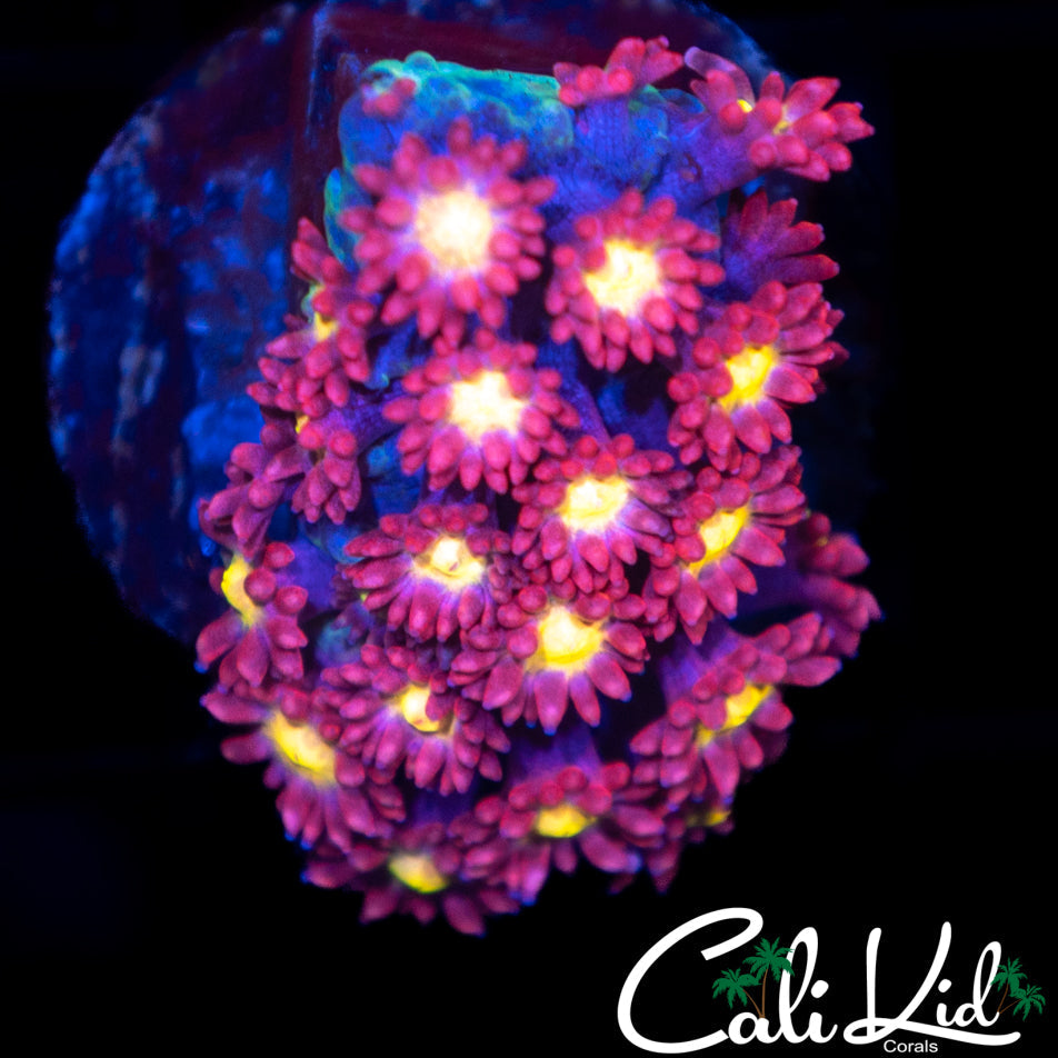 Goldielocks Goni
