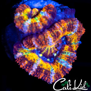 Tiger Belly Acan Double