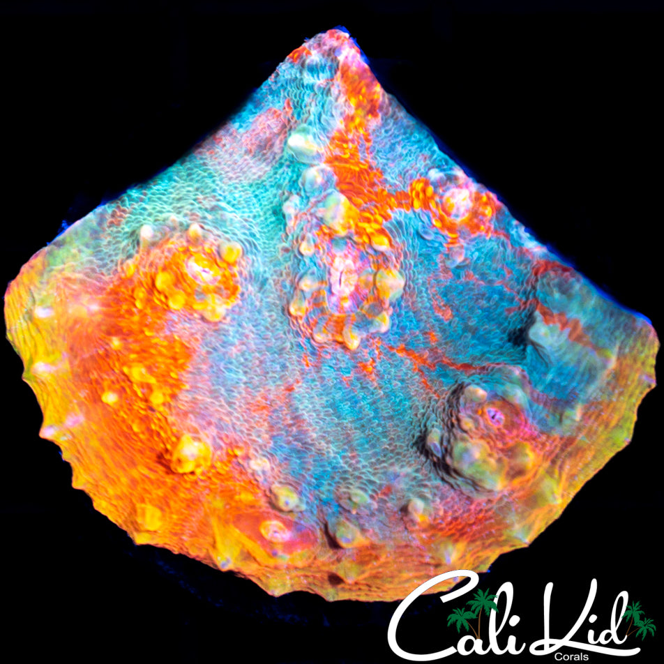 Flamethrower Chalice Large Frag