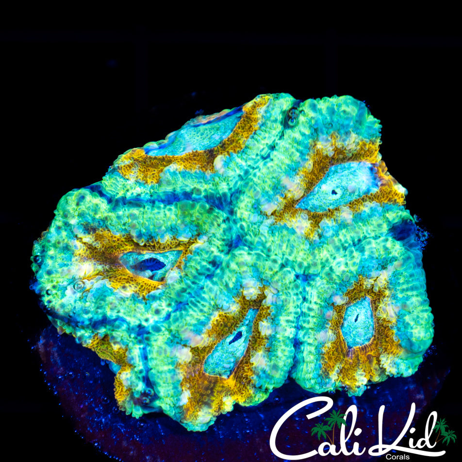 Ultra Acan Mini Colony