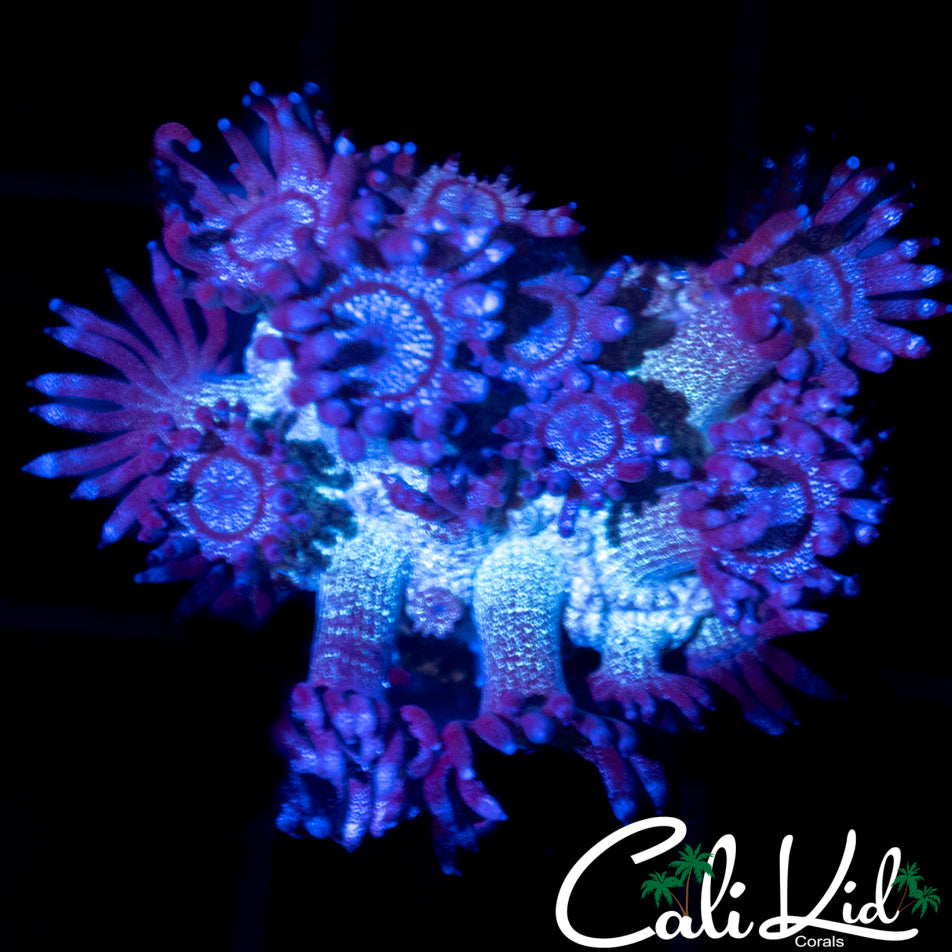 Purple Glitter Goni