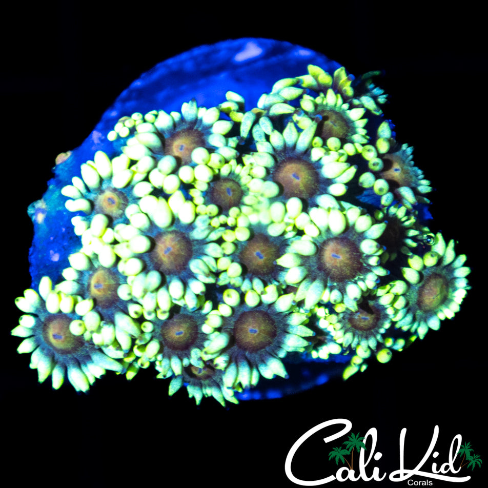 Sunflower Goni