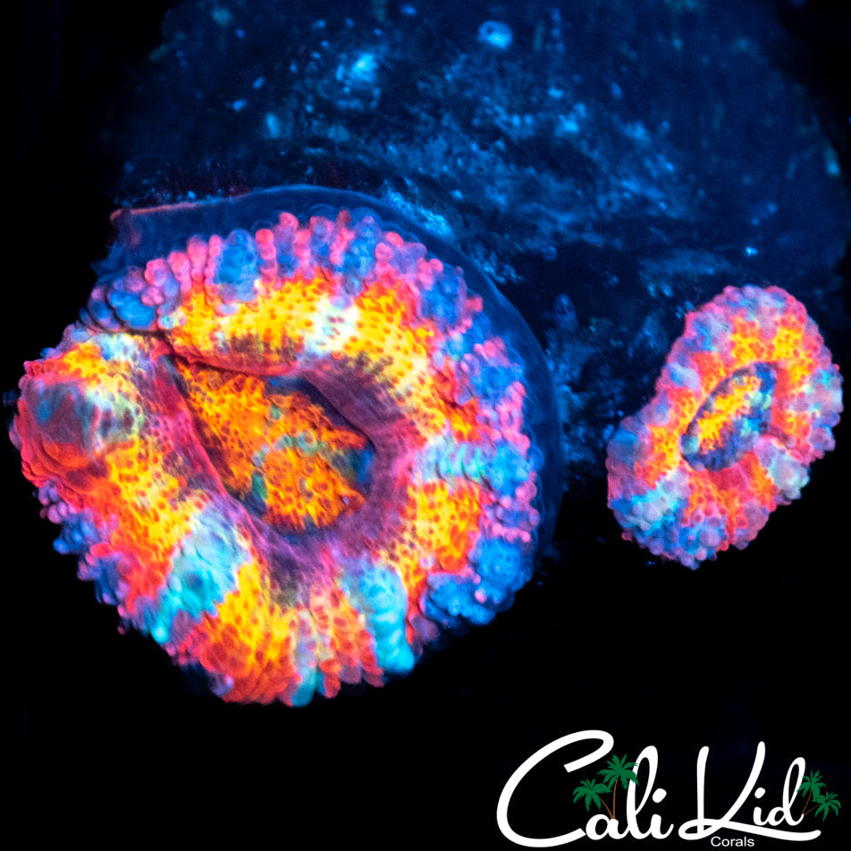 Ultra Rainbow Acan Double