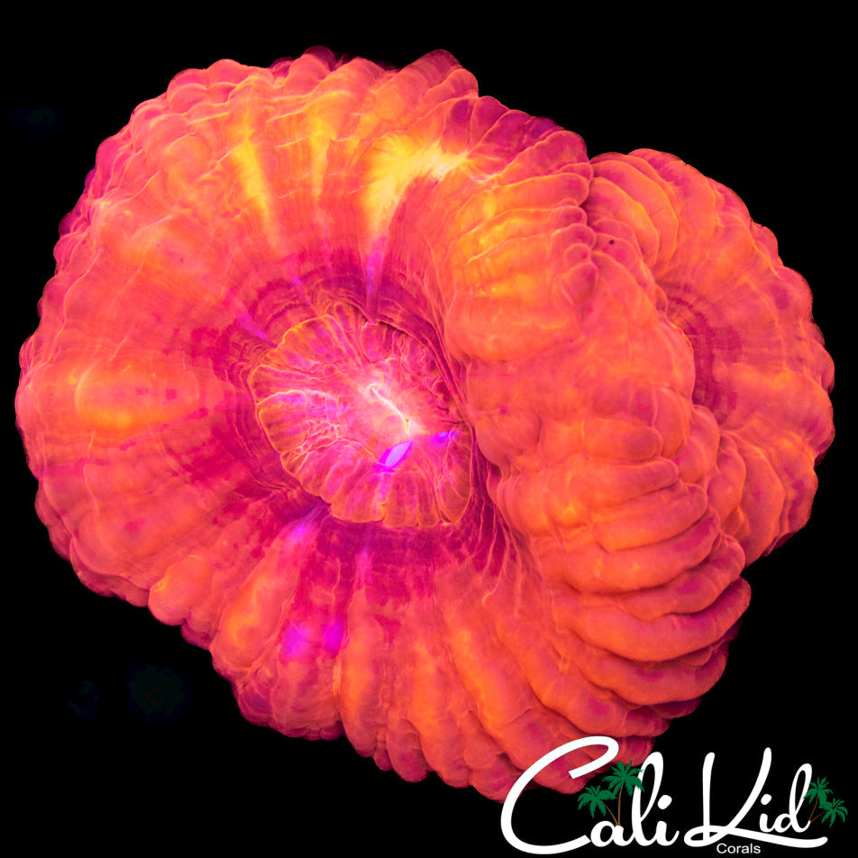Rare Cynarina Double