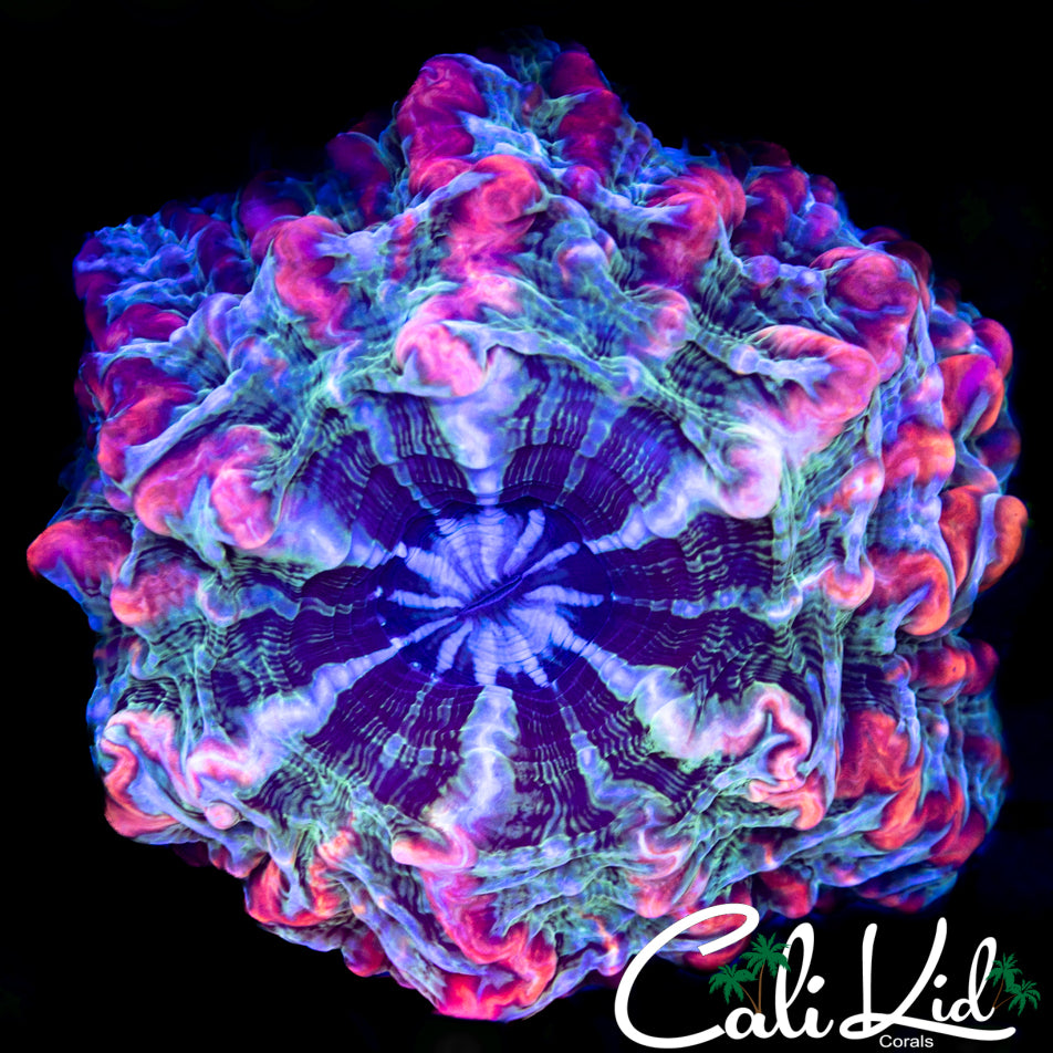 Rare Indophyllia