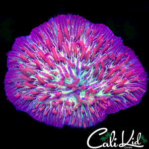 Tri Color Diasaris
