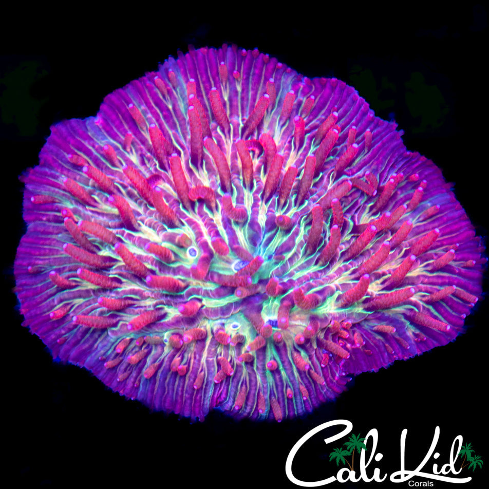 Tri Color Diasaris