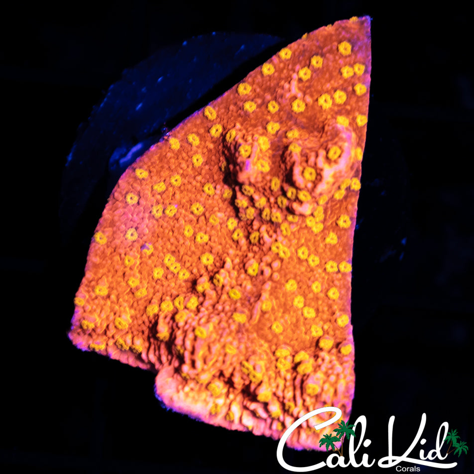 CK Starburst Monti