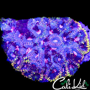 Ultra Favia Colony