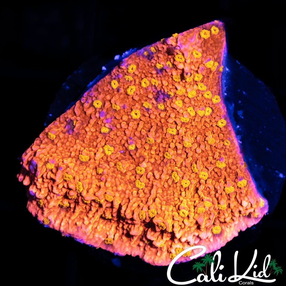 CK Starburst Monti