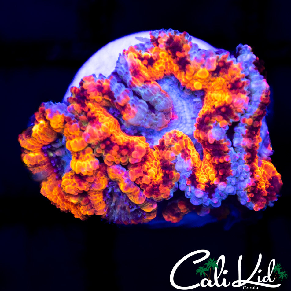 Leopard Acan Quad