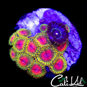 Assorted Awesome Blossom Mini Colony