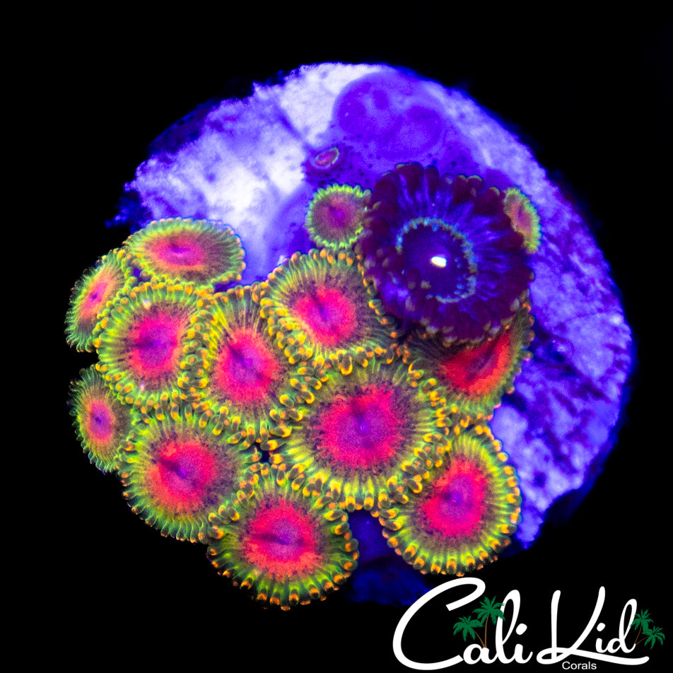 Assorted Awesome Blossom Mini Colony