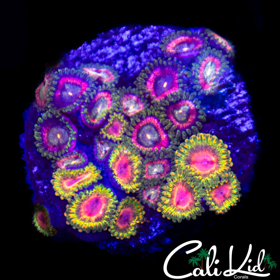 Assorted Zoa Colony