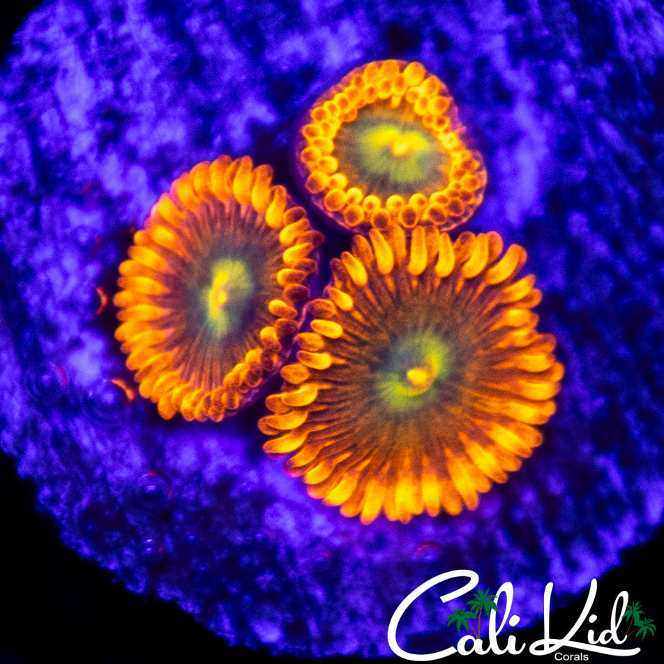 Ultra Zoa Triple