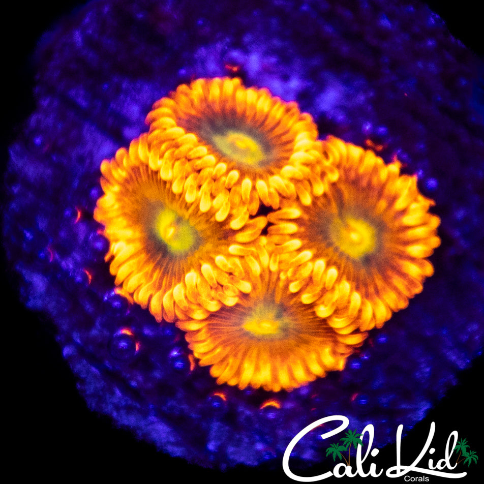Ultra Zoa Quad