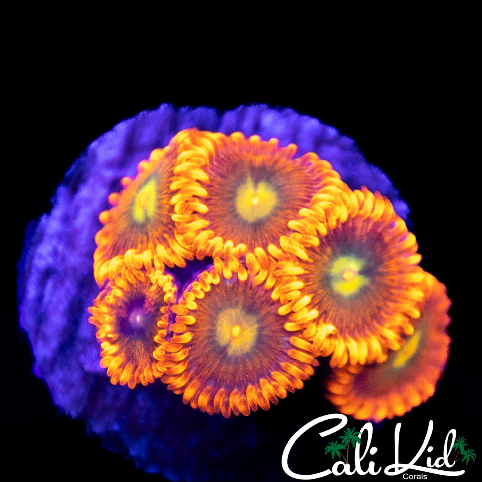 Ultra Zoa Mini