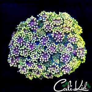 Purple Monster Goni Colony