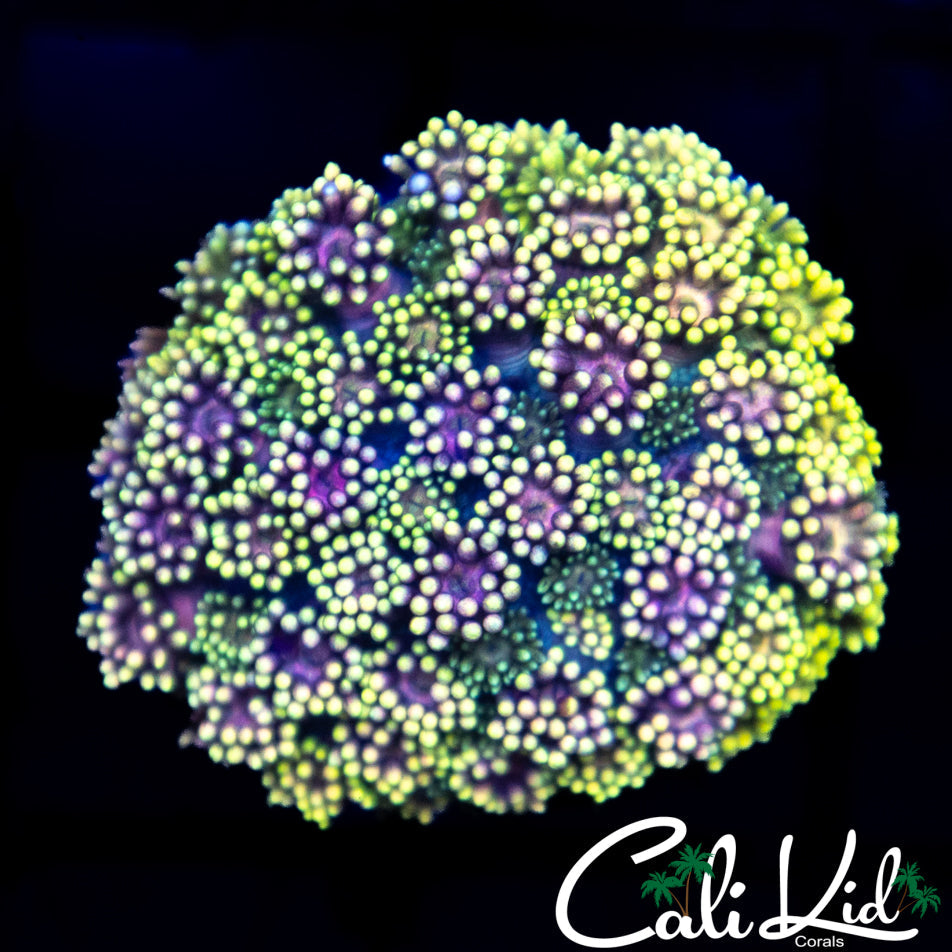 Purple Monster Goni Colony