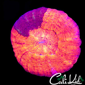 Rare Acan Maxima