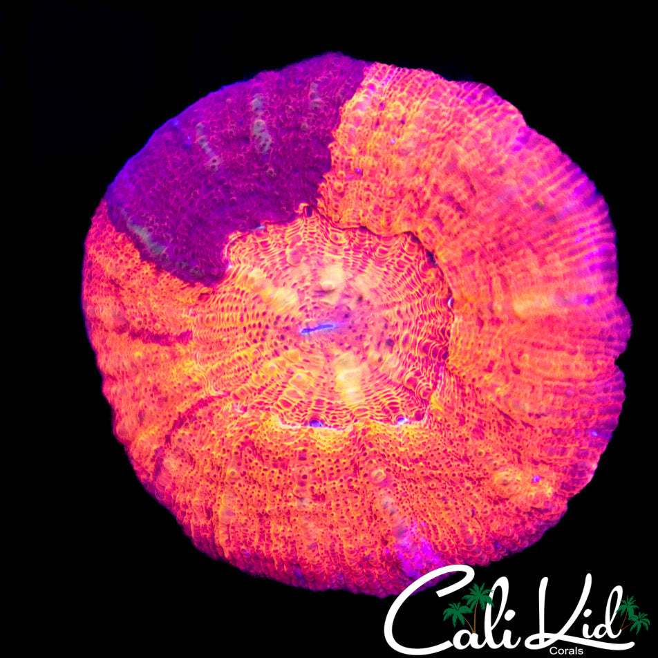Rare Acan Maxima