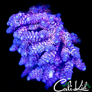 Lady In Pink Type Tenius Colony