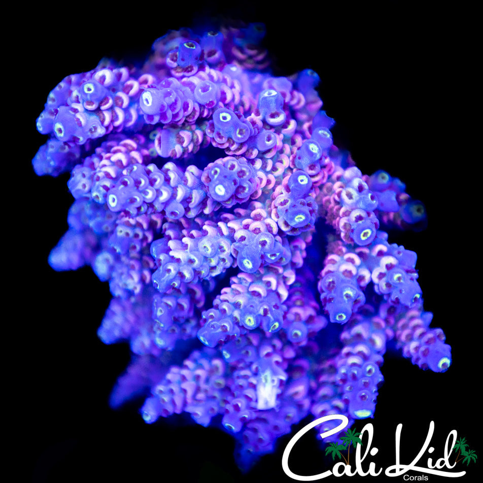 Lady In Pink Type Tenius Colony