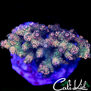 Awesome Rainbow MIlli Colony