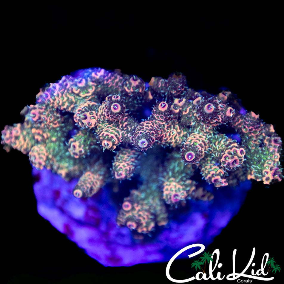 Awesome Rainbow MIlli Colony