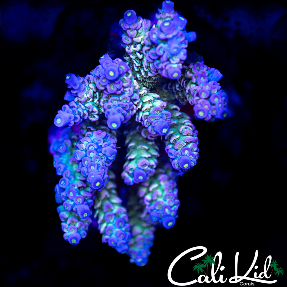 Ultimate Rainbow Tenius Colony