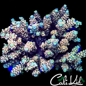 Rare Tenius Colony