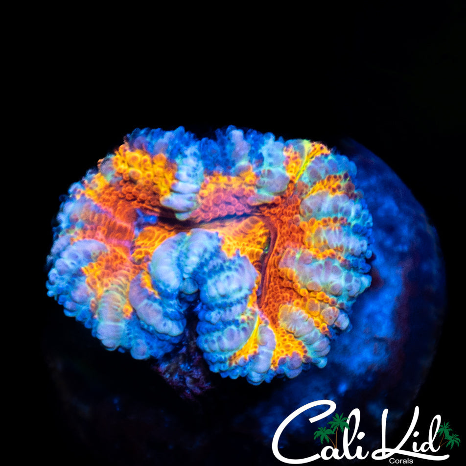 Ultra Rainbow Acan