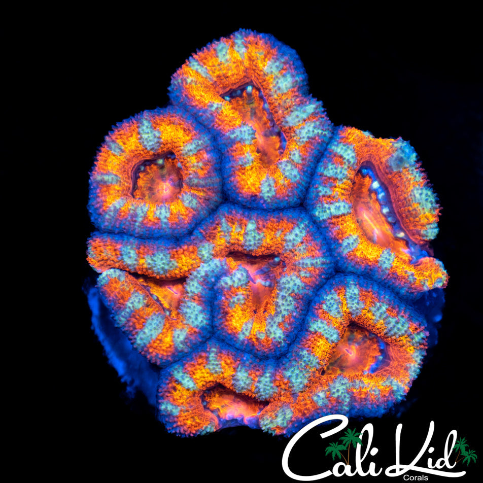 Rainbow Acan Mini Colony