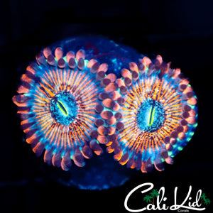 CB White Zombie Double