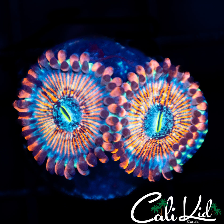 CB White Zombie Double