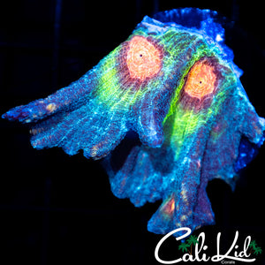 Rainbow Pectinia