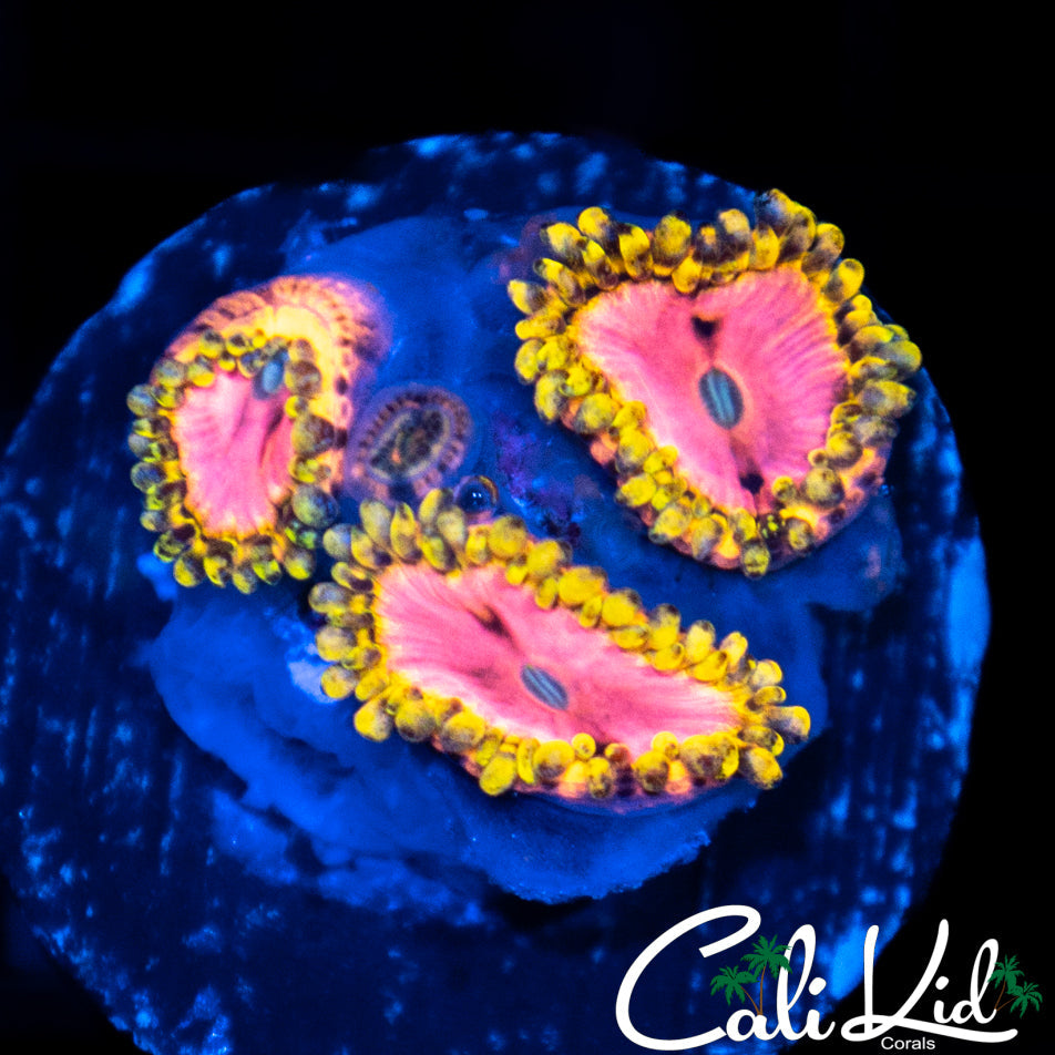OG Pink Diamond Triple