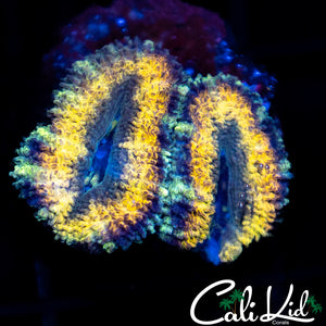 Rasta Type Acan Double