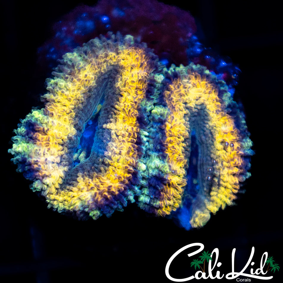 Rasta Type Acan Double