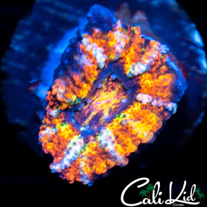Tiger Stripe Acan