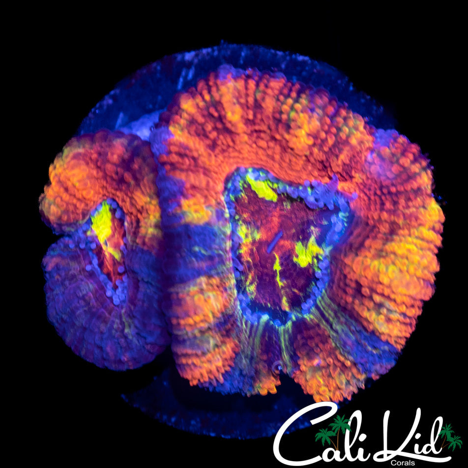 CK Blue Bayou Acan Double