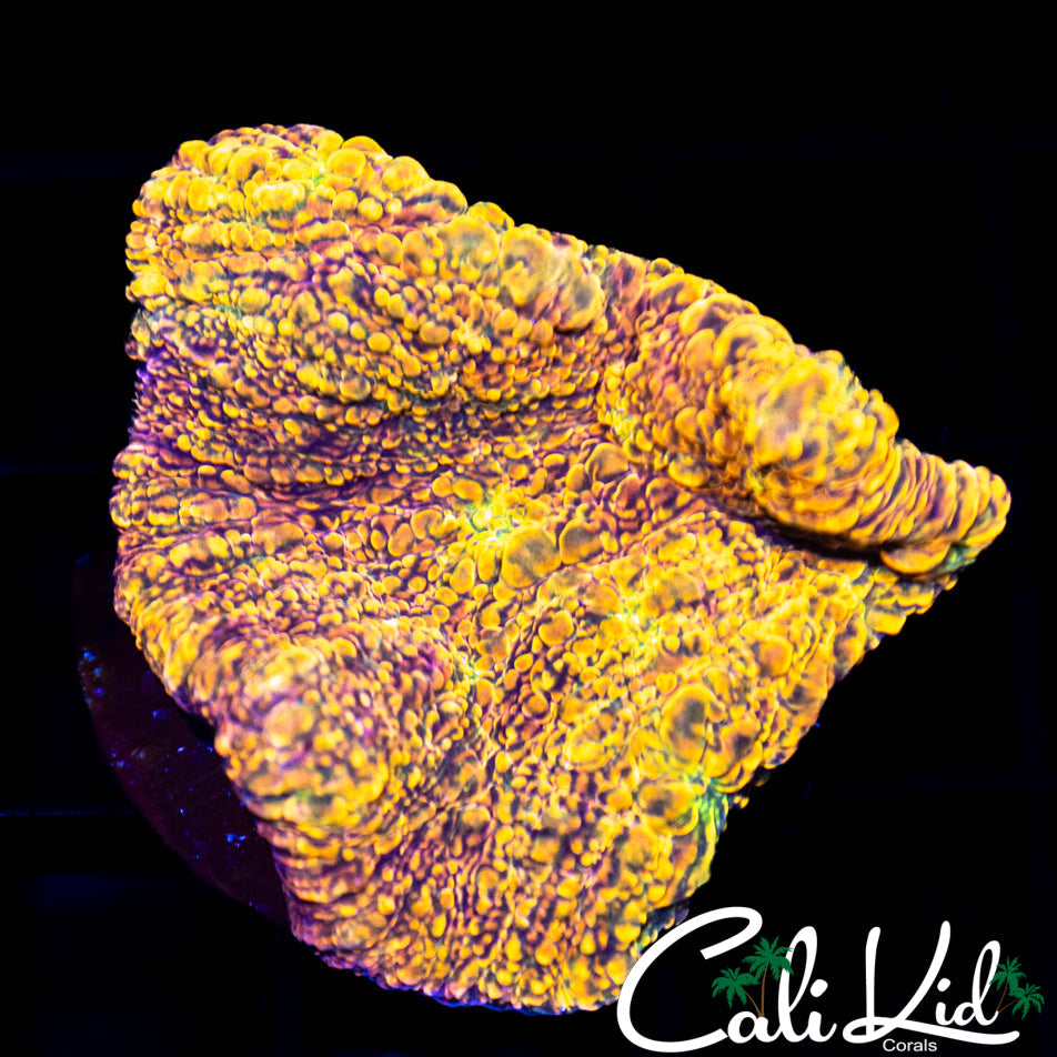 WWC Stellaria Chunk