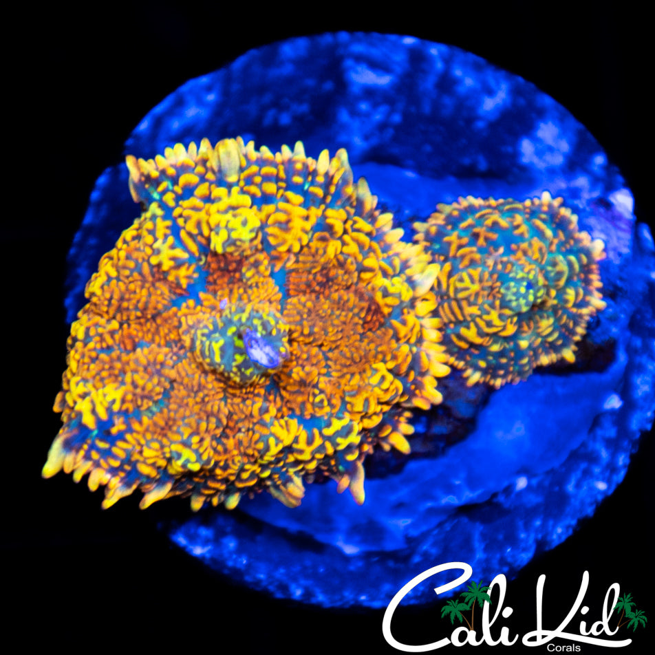 Ragin Red Rhodactis Double