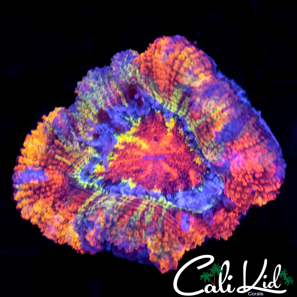 CK Blue Bayou Acan
