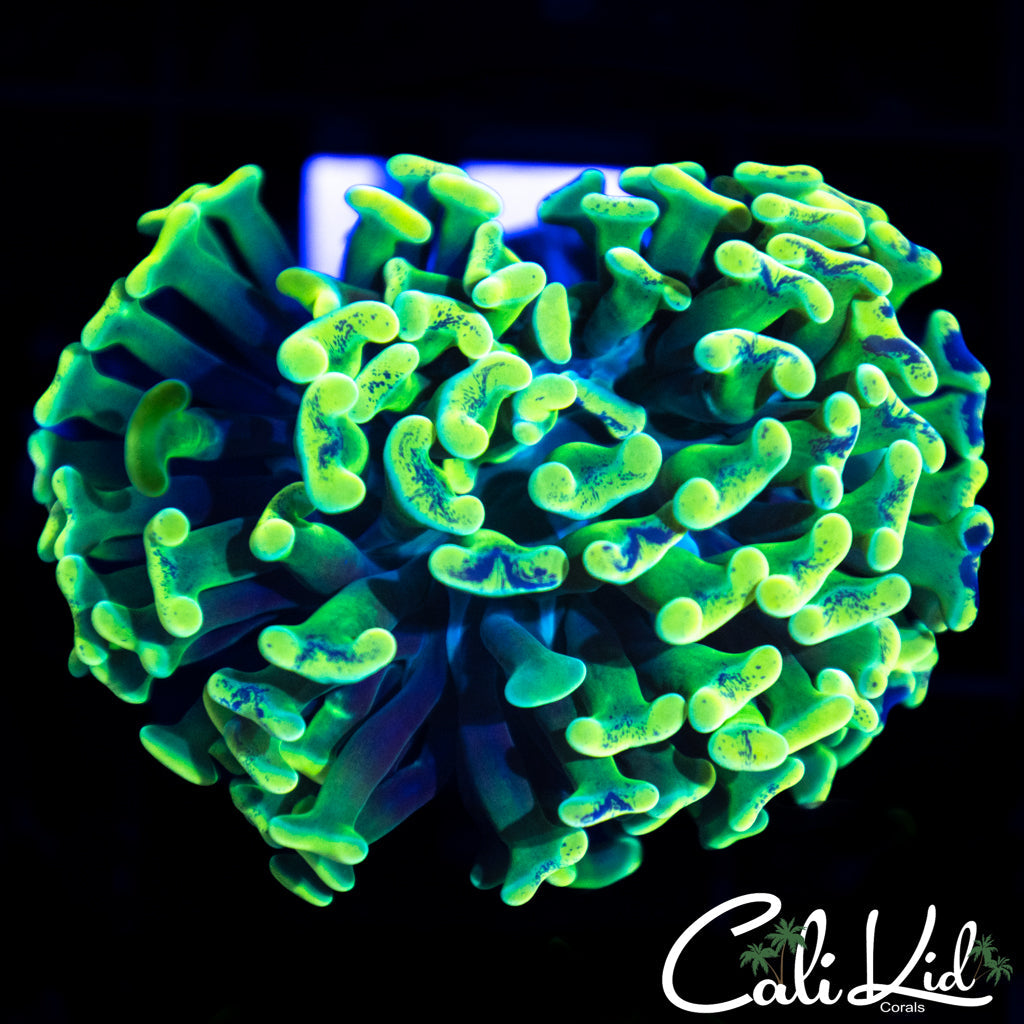 Ultra Splatter Hammer